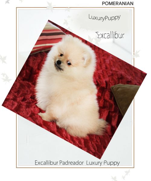Spitz Alemão - lulu da pomerania cores exoticas