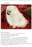 Excallibur Spitz Alemão cor creme sable lulu da pomerania