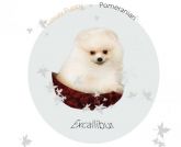 Spitz Alemão=lulu da pomerania cores exoticas