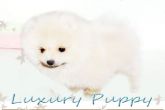 Spitz Alemão - lulu da pomerania cores exoticas