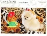 Excallibur Spitz Alemão cor creme sable lulu da pomerania