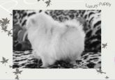 Spitz Alemão - lulu da pomerania cores exoticas