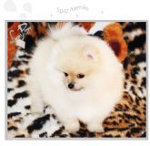 Spitz Alemão - lulu da pomerania - cores exoticas
