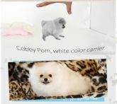 Spitz Alemão  lulu da pomerania cores exoticas