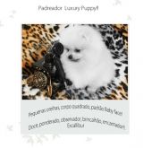 Spitz Alemão - lulu da pomerania - cores exoticas