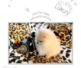 Spitz Alemão - lulu da pomerania cores exoticas
