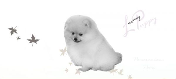 Spitz Alemão - lulu da pomerania cores exoticas