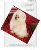Spitz Alemão - lulu da pomerania cores exoticas