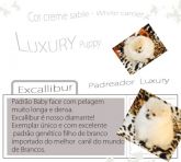 Excallibur Spitz Alemão cor creme sable lulu da pomerania