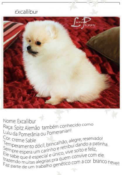 Excallibur Spitz Alemão cor creme sable lulu da pomerania