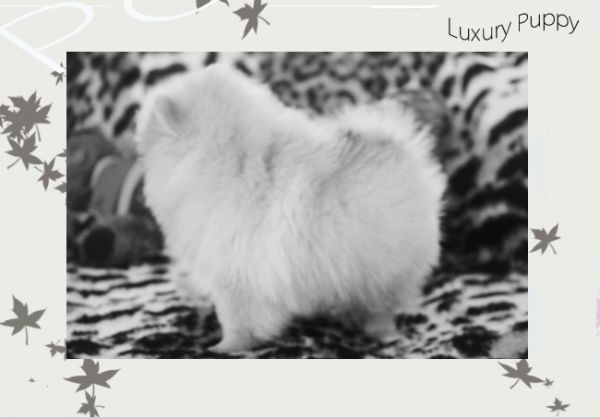 Spitz Alemão - lulu da pomerania cores exoticas