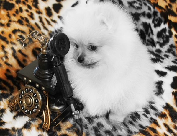 spitz alemao exoticos