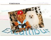 Spitz Alemão - lulu da pomerania cores exoticas