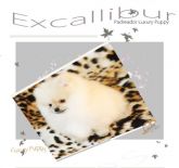 lulu da pomerania - pomeranian cores exoticas